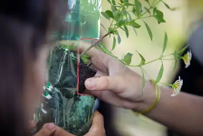 notícia: Escolas públicas estaduais do Pará participam do maior evento ambiental do mundo