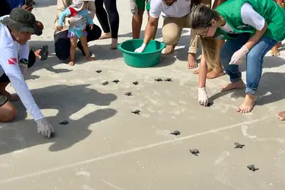 notícia: Filhotes de tartarugas marinhas são soltos na Praia da Princesa, na APA Algodoal-Maiandeua