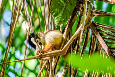 Biodiversidade da região Combu é protegida por uma APA