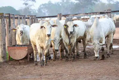 notícia: Pará consolida protagonismo nacional na agropecuária, aponta Boletim Agropecuário