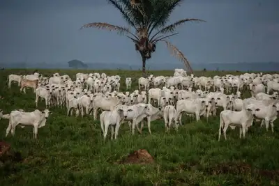 notícia: Semas destaca edital que fortalece Programa de Pecuária Sustentável no Pará