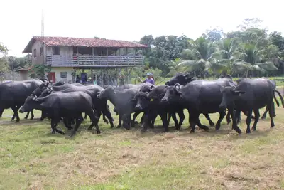 notícia: Adepará prorroga prazo para atualização de cadastro de animais no Marajó