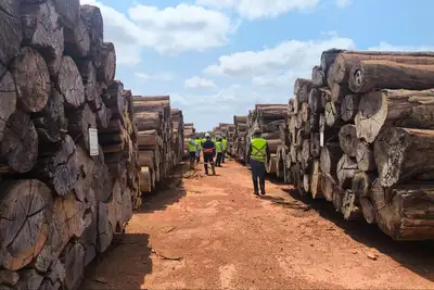 notícia: Semas promove leilão público de madeira em Paragominas