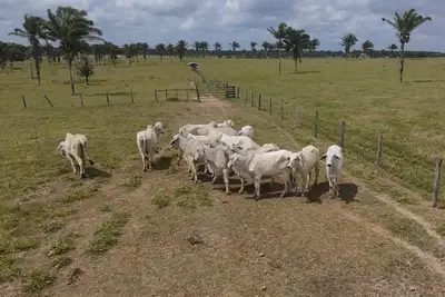 notícia: Pecuária Sustentável realiza primeira 'brincagem' em bovinos com Registro em Associação de Raça