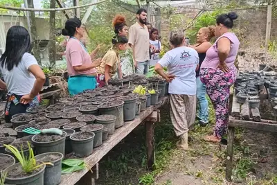 notícia: Com apoio da Emater, terreiros religiosos mantêm estufas com plantas medicinais