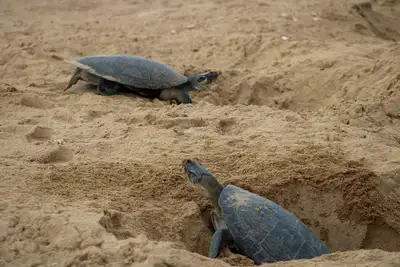 notícia: Tabuleiro do Embaubal recebe cerca de 300 mil tartarugas para a desova anual no rio Xingu