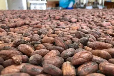 notícia: Sedap destacará Indicações Geográficas e agricultura de baixo carbono na COP30