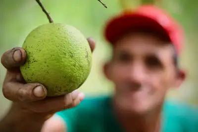 notícia: Emater participa de painéis da COP 30 e reafirma compromisso com a agricultura familiar durante agenda global do clima