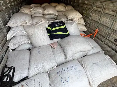 notícia: Sefa apreende gado e cacau no Araguaia