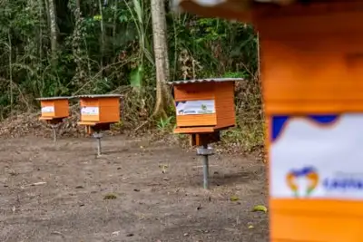 notícia: Sedap apoia o fortalecimento da cadeia do mel nos municípios paraenses