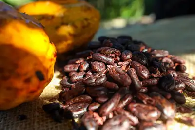 notícia: Potencialidades das Indicações Geográficas e da sociobiodiversidade da Amazônia serão apresentadas no III Sigema 