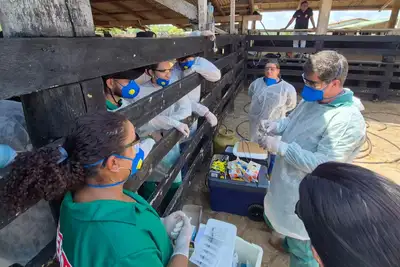 notícia: Veterinários admitidos em PSS recebem capacitação para atuar nos programas de Saúde Animal da Adepará