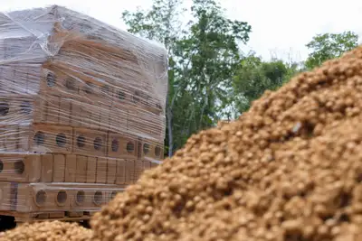 notícia: No Pará, casas ecológicas em ilha de Belém serão erguidas com tijolos de caroços de açaí