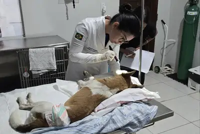 notícia: Polícia Científica do Pará realiza perícia em cães vítimas de apedrejamento e baleamento