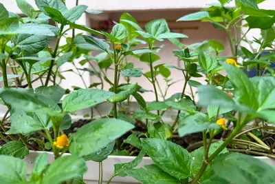 notícia: Serviço de Nutrição e Dietética do Pronto Socorro Estadual recebe certificação nacional