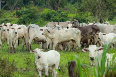 notícia: Governo do Pará lança programa Cheque Pecuária em Xinguara nesta quarta-feira (17)