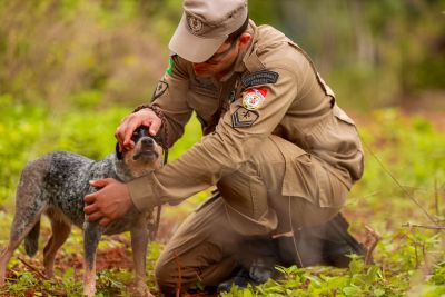 notícia: Corpo de Bombeiros do Pará reforça treinamento com cães para resgate em áreas de mata