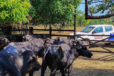 notícia: Adepará prorroga campanha de atualização cadastral de produtores do Marajó