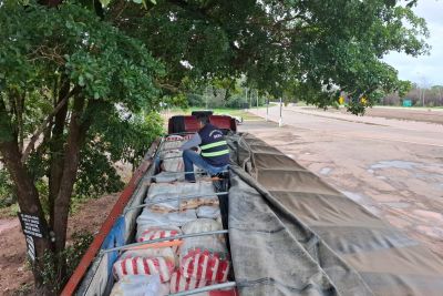 notícia: Sefa apreende 40 toneladas de farinha de trigo em Novo Progresso   