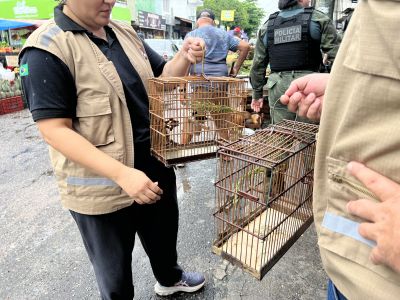 notícia: Semas informa como se tornar um criador de pássaros legalizado