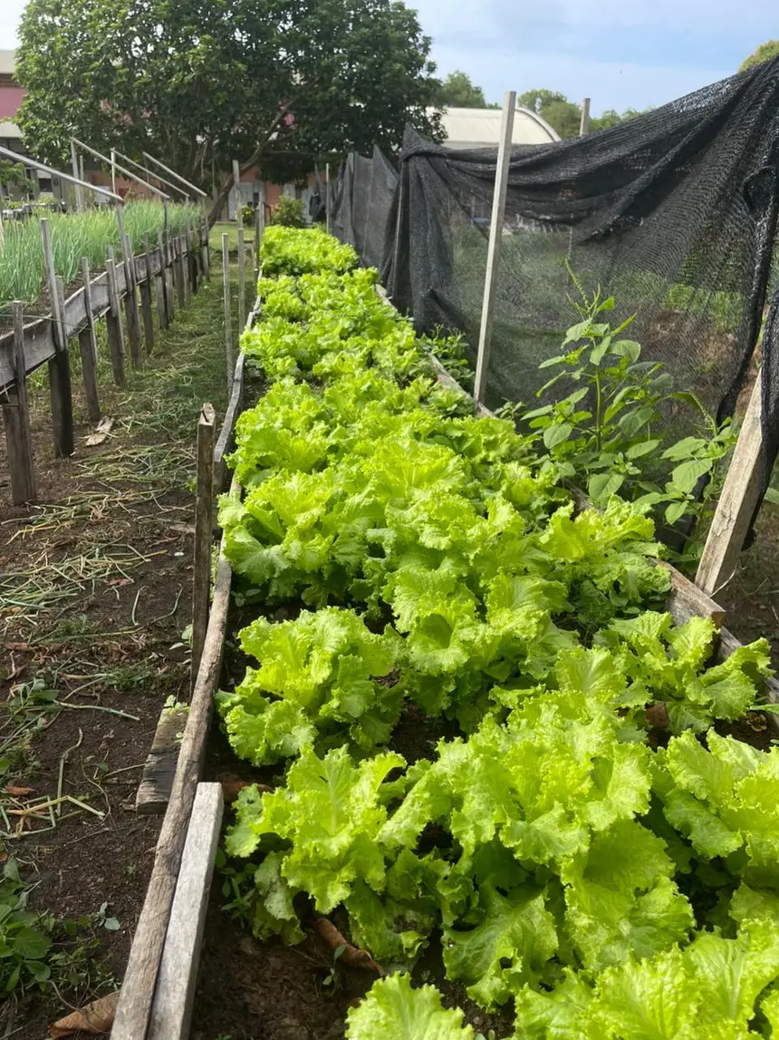 Horta produziu quase uma tonelada de alimentos orgânicos
