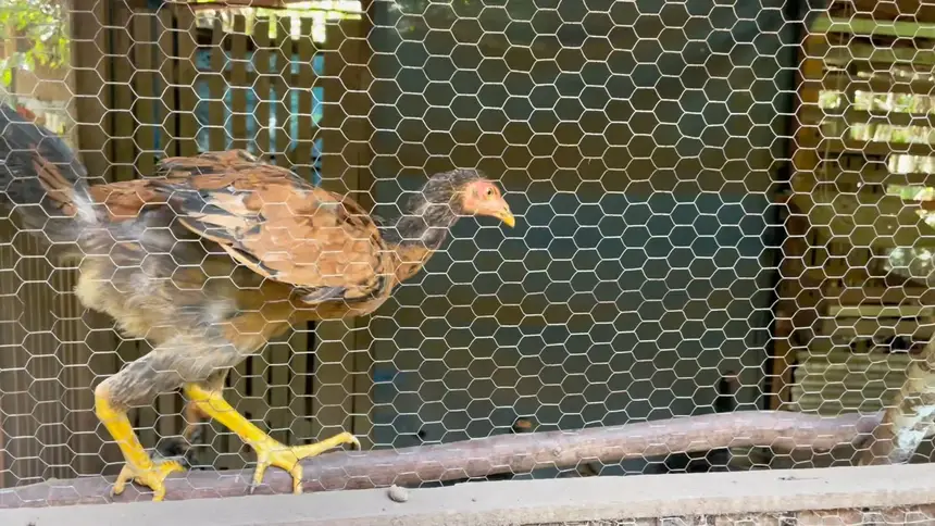 A comunidade familiar trabalha, também, com a criação de aves e produção de frutas regionais