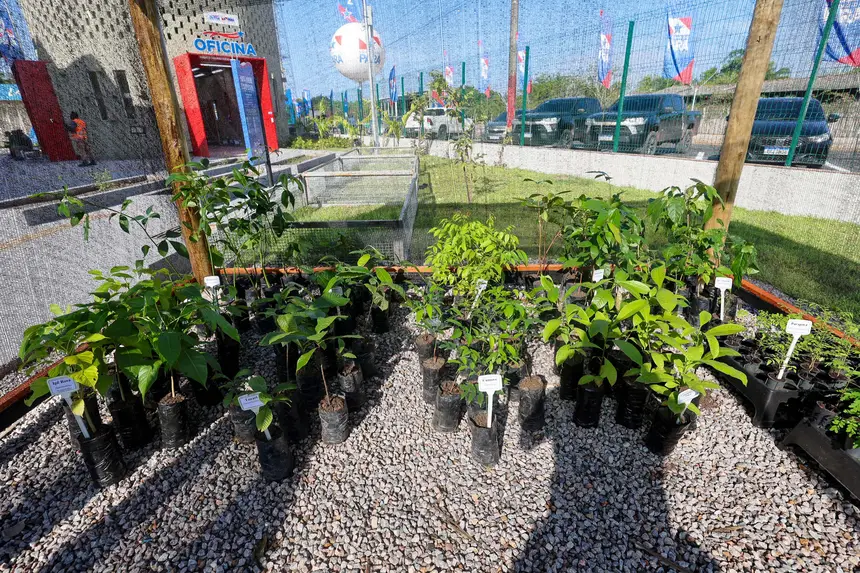  <div class='credito_fotos'>Foto: Bruno Cruz / Ag. Pará &nbsp;&nbsp;|&nbsp;&nbsp; <a href='/midias/2026/originais/20260116095314-GF00026073-F00484779.jpg' download><i class='fa-solid fa-download'></i> Download</a></div>