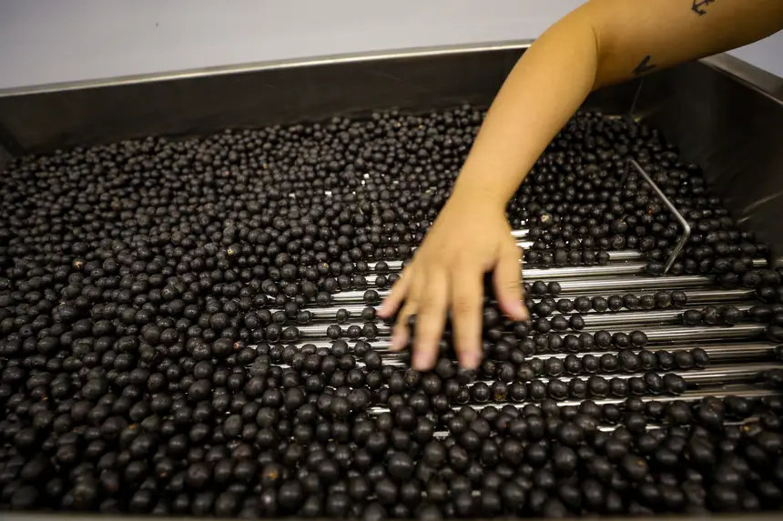  <div class='credito_fotos'>Foto: Bruno Cruz / Ag. Pará &nbsp;&nbsp;|&nbsp;&nbsp; <a href='/midias/2026/originais/20260116095421-GF00026073-F00484816.jpg' download><i class='fa-solid fa-download'></i> Download</a></div>