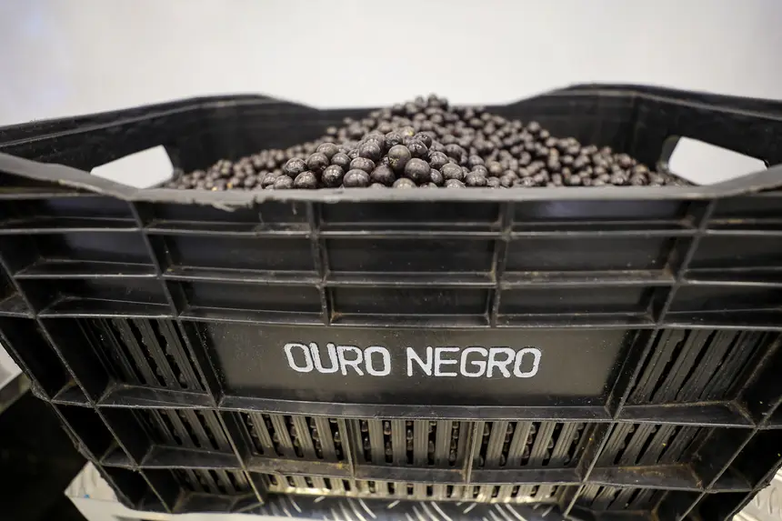  <div class='credito_fotos'>Foto: Bruno Cruz / Ag. Pará &nbsp;&nbsp;|&nbsp;&nbsp; <a href='/midias/2026/originais/20260116095424-GF00026073-F00484817.jpg' download><i class='fa-solid fa-download'></i> Download</a></div>