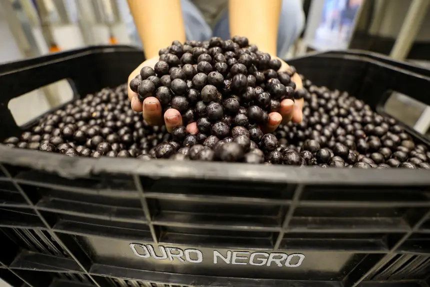  <div class='credito_fotos'>Foto: Bruno Cruz / Ag. Pará &nbsp;&nbsp;|&nbsp;&nbsp; <a href='/midias/2026/originais/20260116095427-GF00026073-F00484818.jpg' download><i class='fa-solid fa-download'></i> Download</a></div>