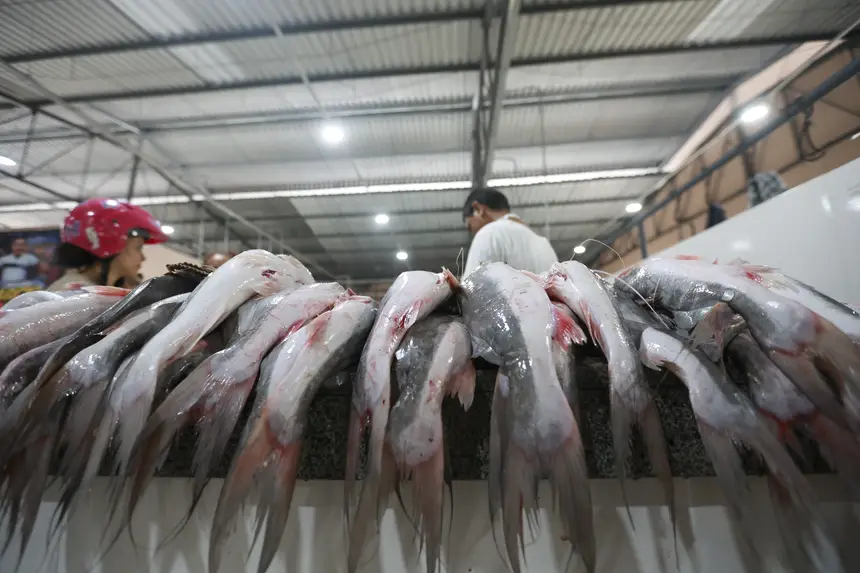  <div class='credito_fotos'>Foto: Marcelo Lelis / Ag. Pará &nbsp;&nbsp;|&nbsp;&nbsp; <a href='/midias/2026/originais/20260124130041-GF00026136-F00486845.jpg' download><i class='fa-solid fa-download'></i> Download</a></div>