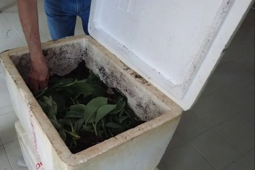 As mudas foram devidamente acondicionadas para o transporte da Sedap até a comunidade Mari-Mari II, em Mosqueiro