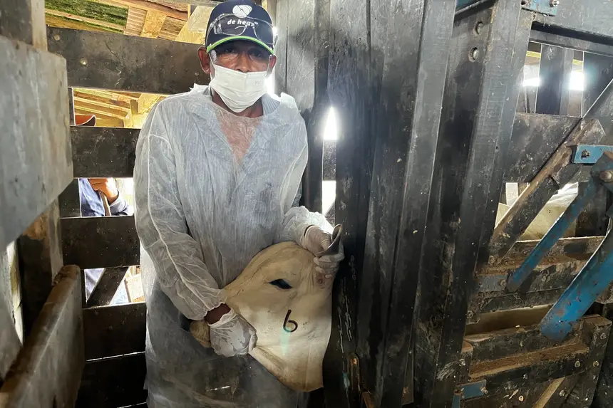 Além da vacina as bezerras são marcadas 