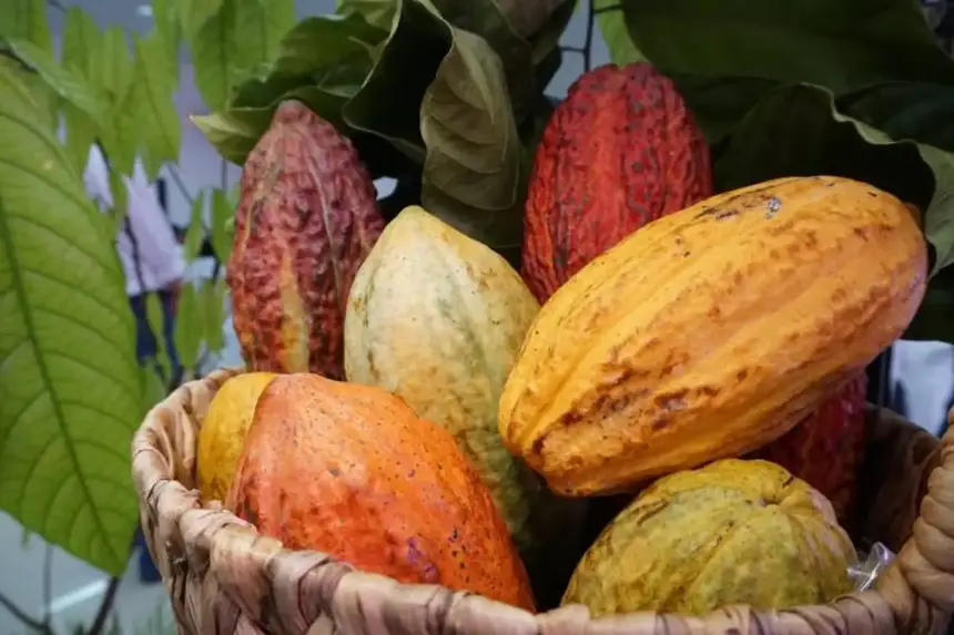 O cacau e o chocolate serão estrelas dos festivais que serão realizados no Pará, em outros Estados como a Bahia e fora do Brasil