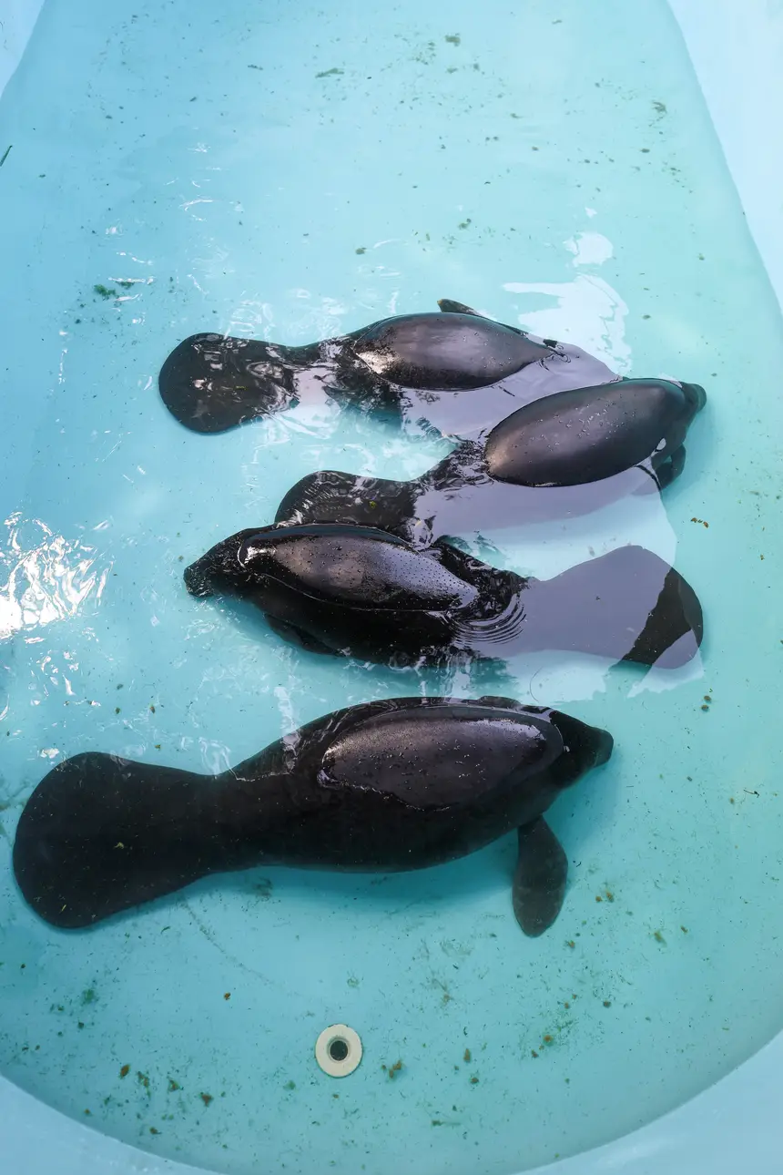  <div class='credito_fotos'>Foto: Marco Santos / Ag. Pará &nbsp;&nbsp;|&nbsp;&nbsp; <a href='/midias/2026/originais/20260324153814-GF00026636-F00503080.jpg' download><i class='fa-solid fa-download'></i> Download</a></div>