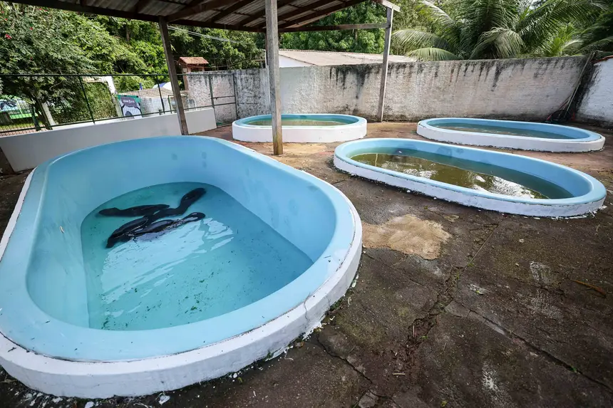  <div class='credito_fotos'>Foto: Marco Santos / Ag. Pará &nbsp;&nbsp;|&nbsp;&nbsp; <a href='/midias/2026/originais/20260324153820-GF00026636-F00503082.jpg' download><i class='fa-solid fa-download'></i> Download</a></div>