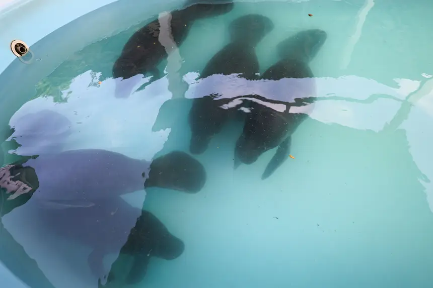  <div class='credito_fotos'>Foto: Marco Santos / Ag. Pará &nbsp;&nbsp;|&nbsp;&nbsp; <a href='/midias/2026/originais/20260324153830-GF00026636-F00503086.jpg' download><i class='fa-solid fa-download'></i> Download</a></div>