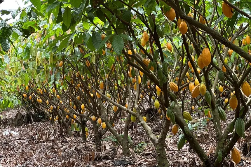 Em Uruará, Placas e Medicilândia, produtividade superou os mil kg por hectare, segundo revela o trabalho conjunto da Sedap e Ceplac.