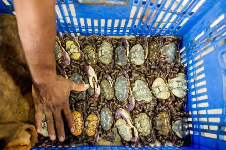 O caranguejo estará sendo ofertado a R$ 5,00 a unidade