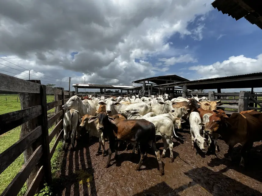 Rebanho vacinado contra a raiva e rebanho protegido 