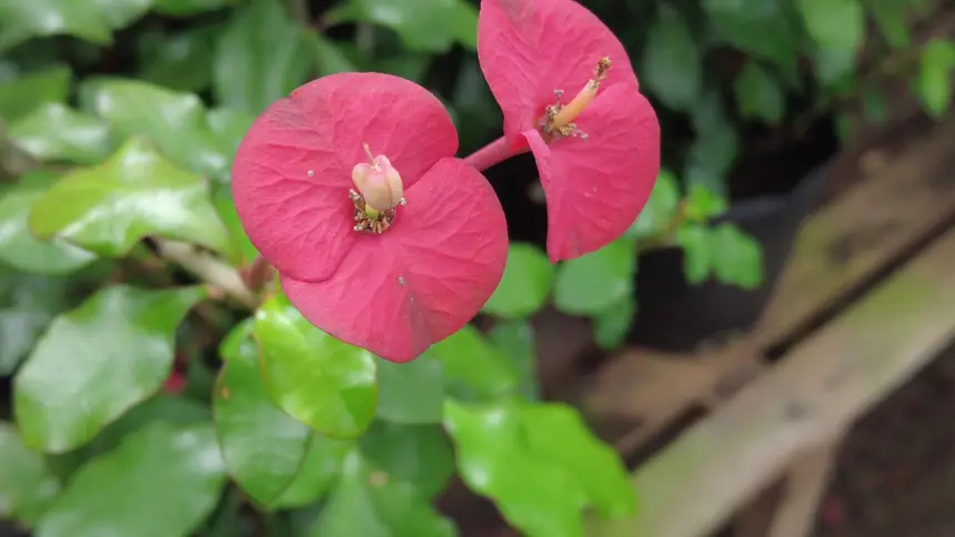 Espécies delicadas e coloridas estarão entre as diferentes variedades que estarão expostas no Flor Pará