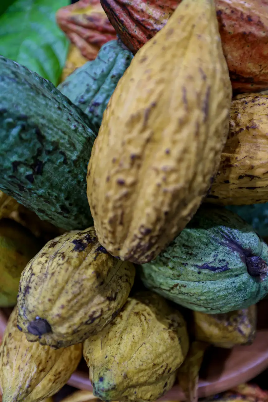  <div class='credito_fotos'>Foto: Pedro Guerreiro / Ag. Pará &nbsp;&nbsp;|&nbsp;&nbsp; <a href='/midias/2026/originais/20260425190714-GF00026947-F00515466.jpg' download><i class='fa-solid fa-download'></i> Download</a></div>