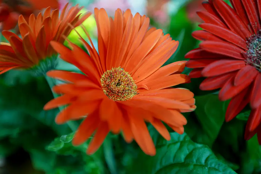  <div class='credito_fotos'>Foto: Pedro Guerreiro / Ag. Pará &nbsp;&nbsp;|&nbsp;&nbsp; <a href='/midias/2026/originais/20260426195133-GF00026950-F00515564.jpg' download><i class='fa-solid fa-download'></i> Download</a></div>