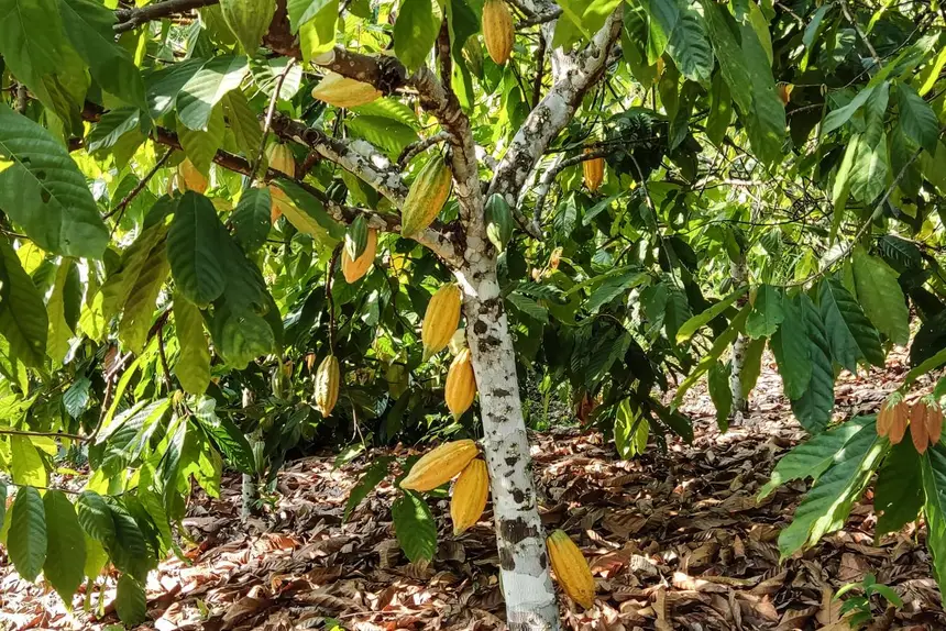 O cacau produzido no assentamento Tuerê se destaca mais uma vez e mostra que está entre os melhores do Brasil