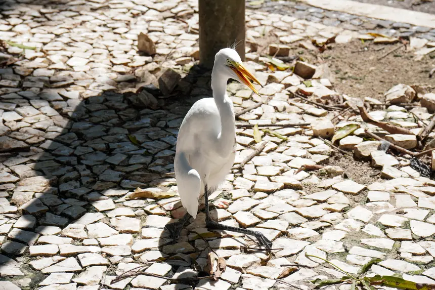  <div class='credito_fotos'>Foto: João Caio / Ag. Pará &nbsp;&nbsp;|&nbsp;&nbsp; <a href='/midias/2026/originais/20260611114946-GF00027283-F00528014.jpg' download><i class='fa-solid fa-download'></i> Download</a></div>