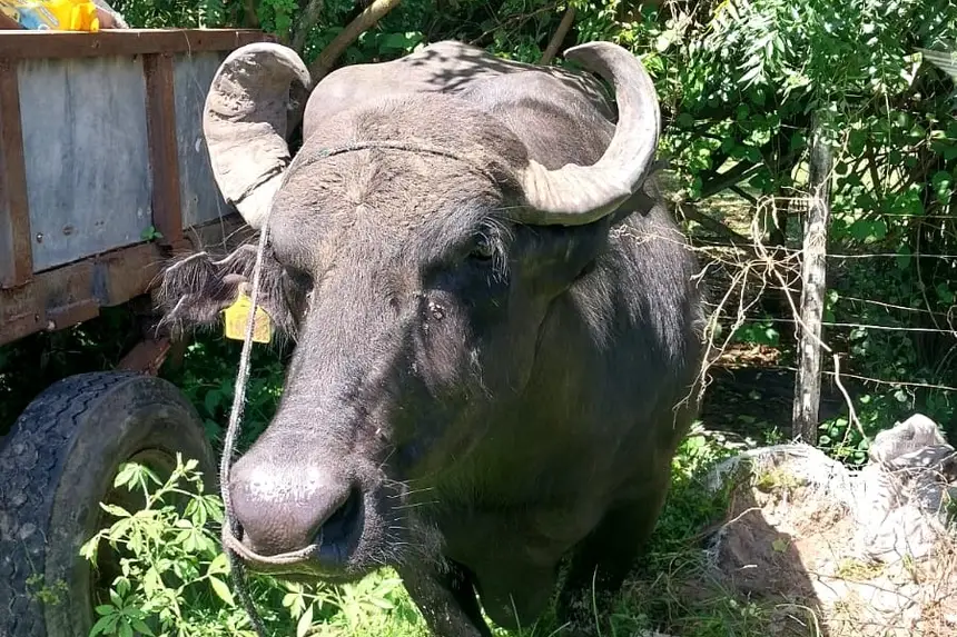 O animal faz parte do cotidiano dos marajoaras e é criado em algumas casas como animal doméstico