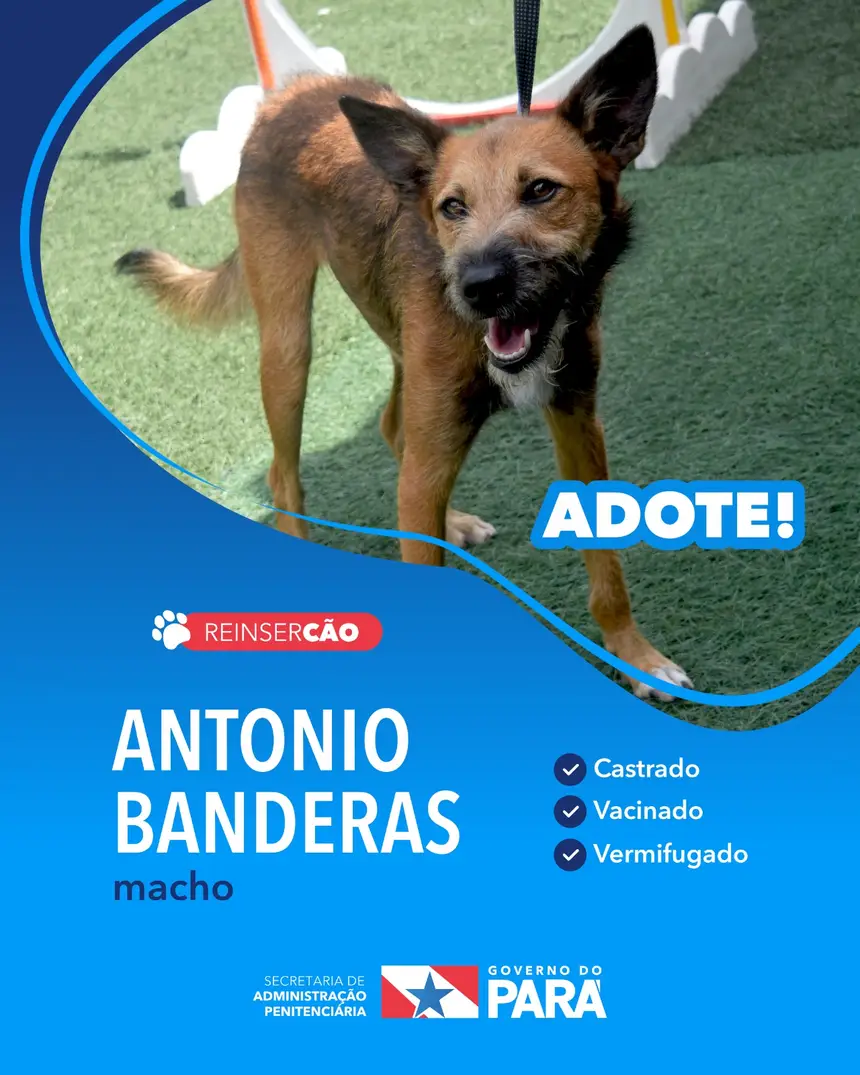 Projeto "ReinserCão" promove adoções de cães