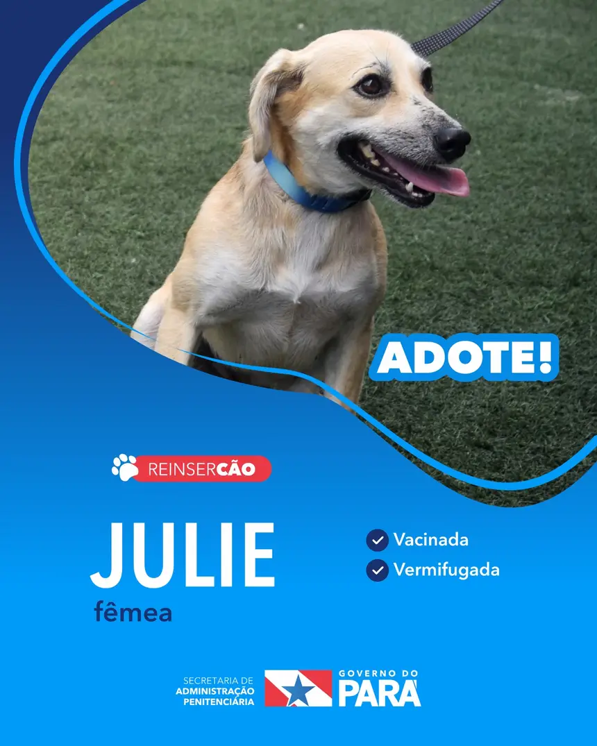 Projeto "ReinserCão" promove adoções de cães