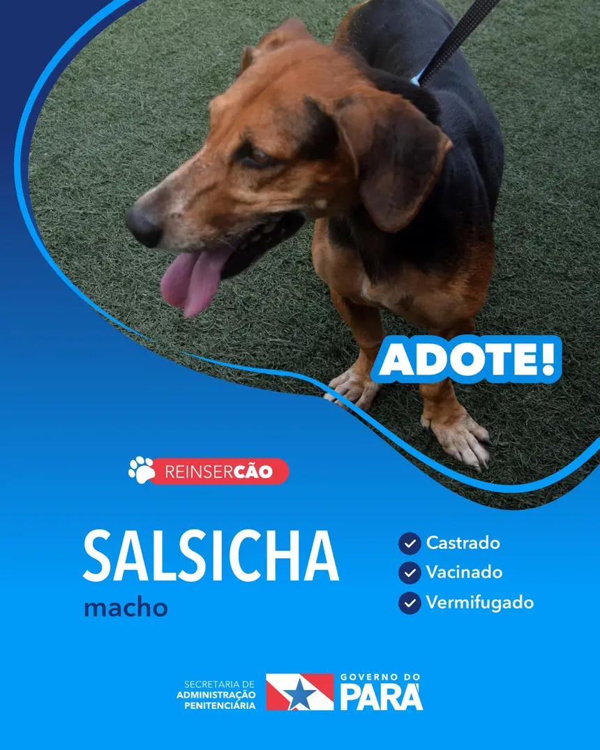 Projeto "ReinserCão" promove adoções de cães