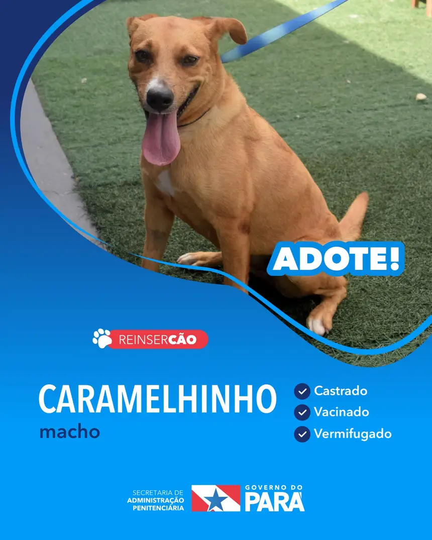 Projeto "ReinserCão" promove adoções de cães